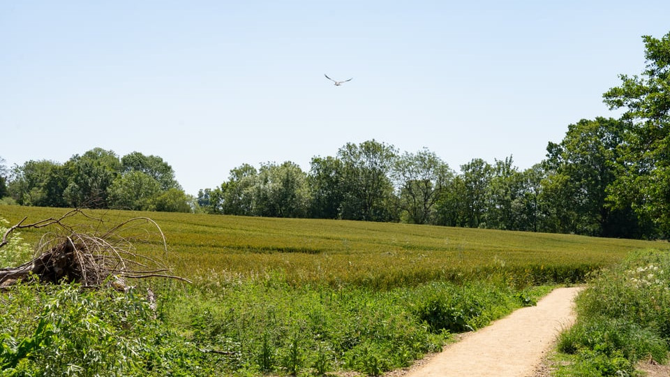 A view of a walking trail near Merret Place.