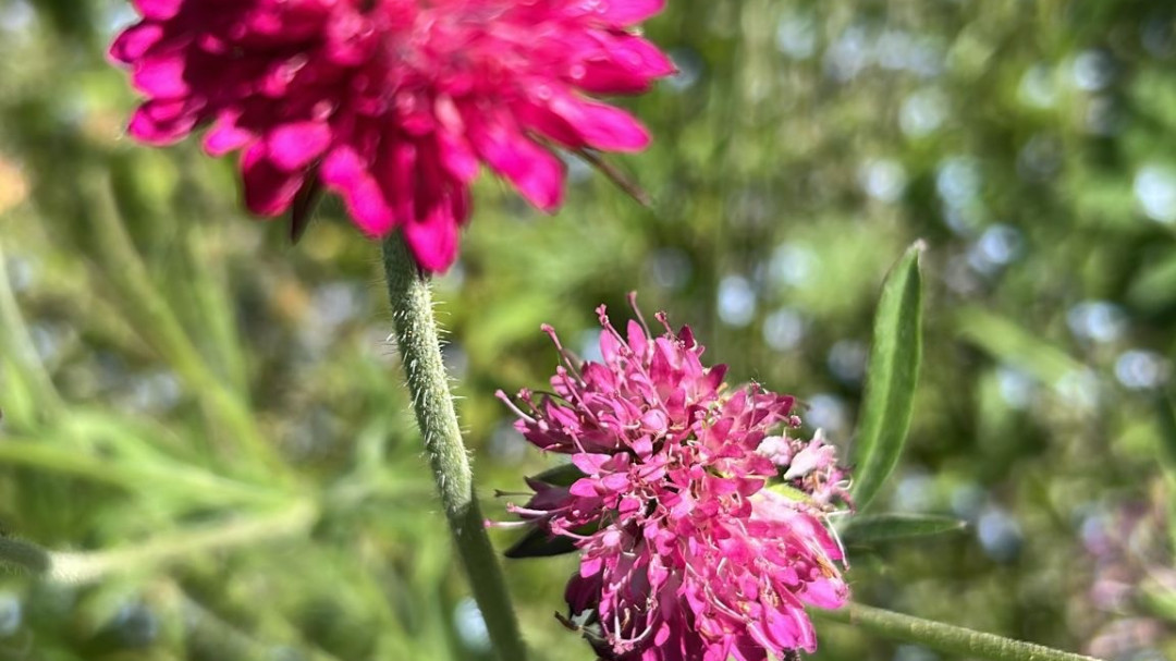 Close up of pink flowers amongst green foliage
