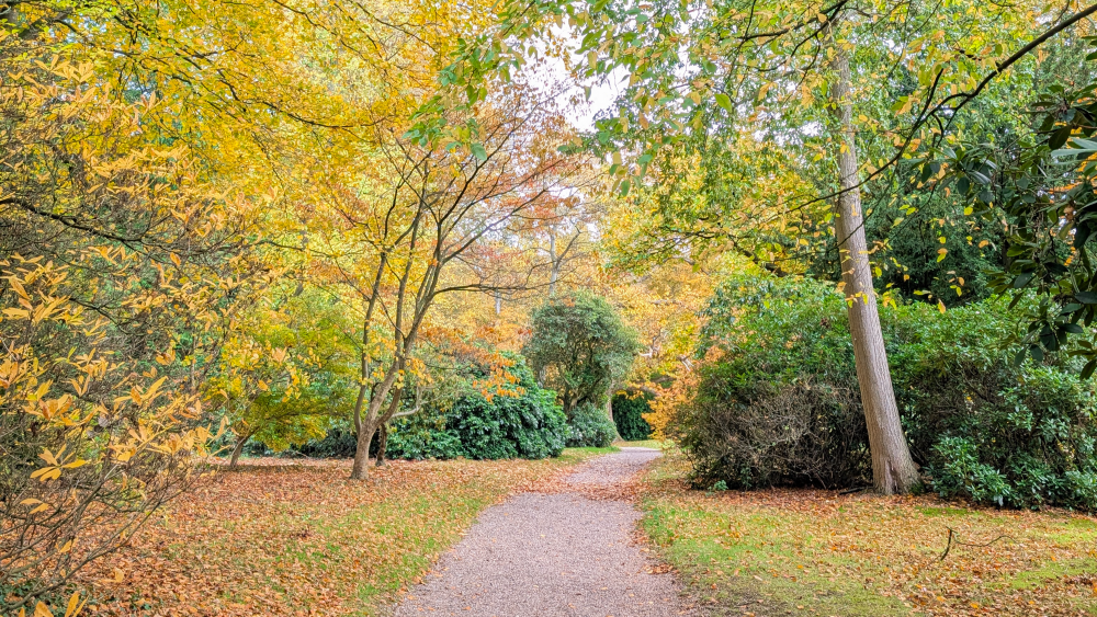 Path through park with grass either side and tall leafy green and yellow trees in autumn time.